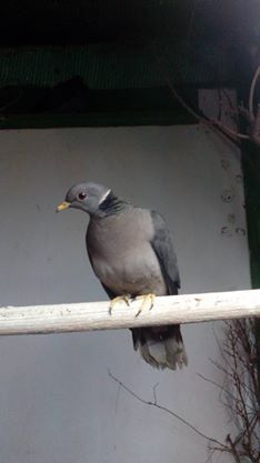columba_fasciata.jpg