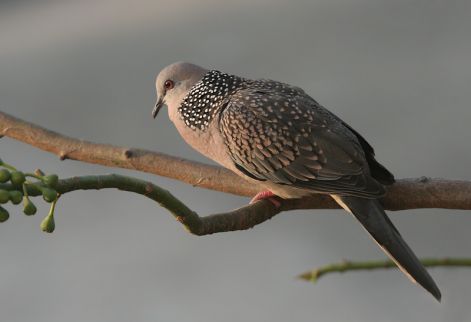 streptopelia_chinensisgyongynyaku_galamb.jpg