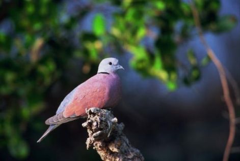 streptopelia_tranquebaricaborvoros_galamb.jpg