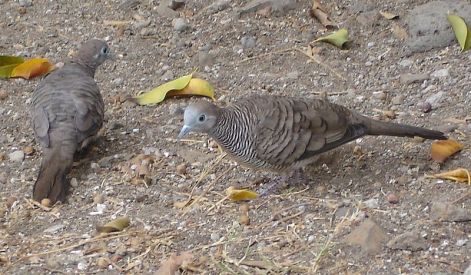 zebragalamb1.jpg